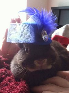 Exotic Rabbit