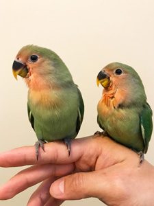 parrot