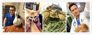 Pet Care