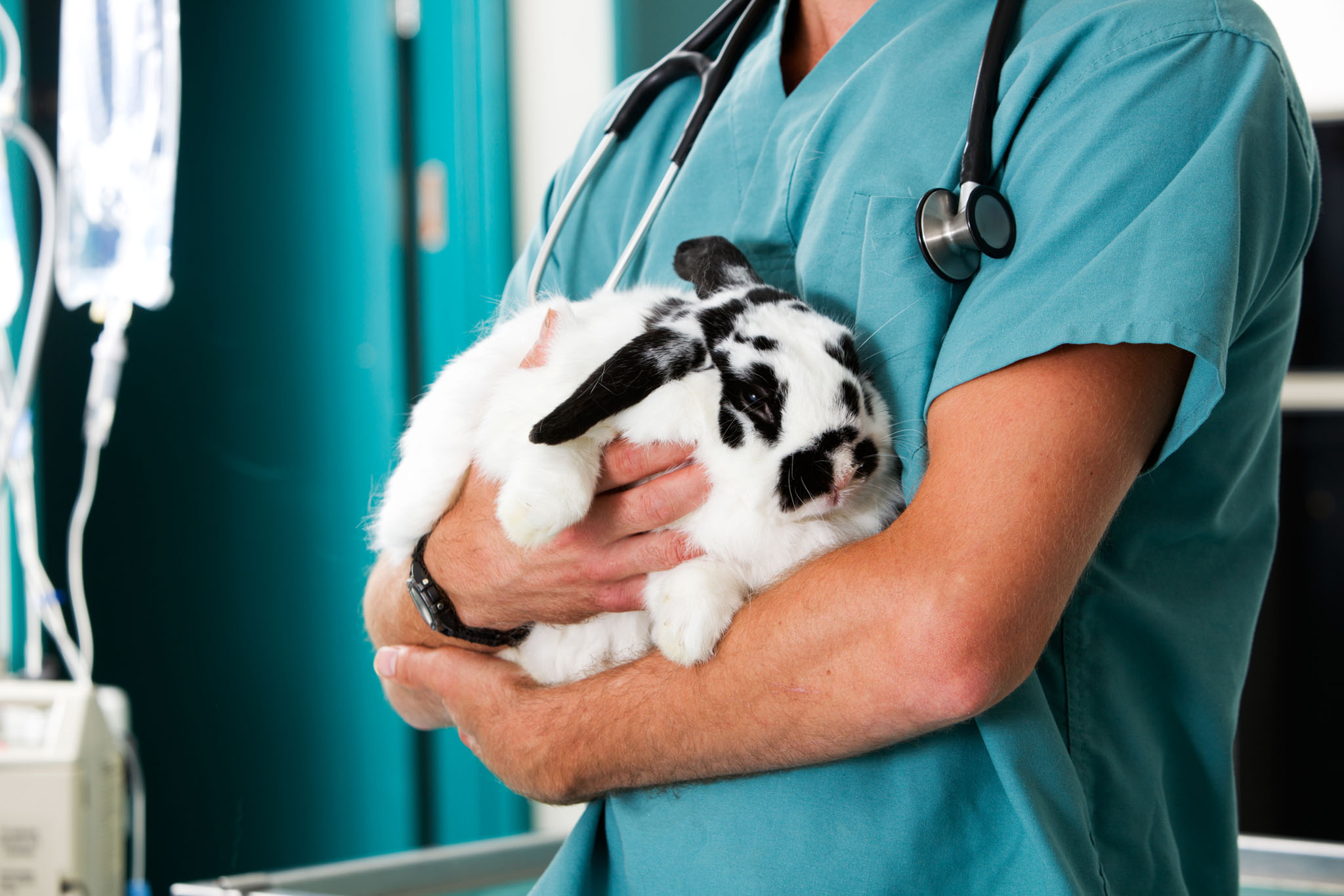exotic-animal-veterinarian-services-medical-care-boarding