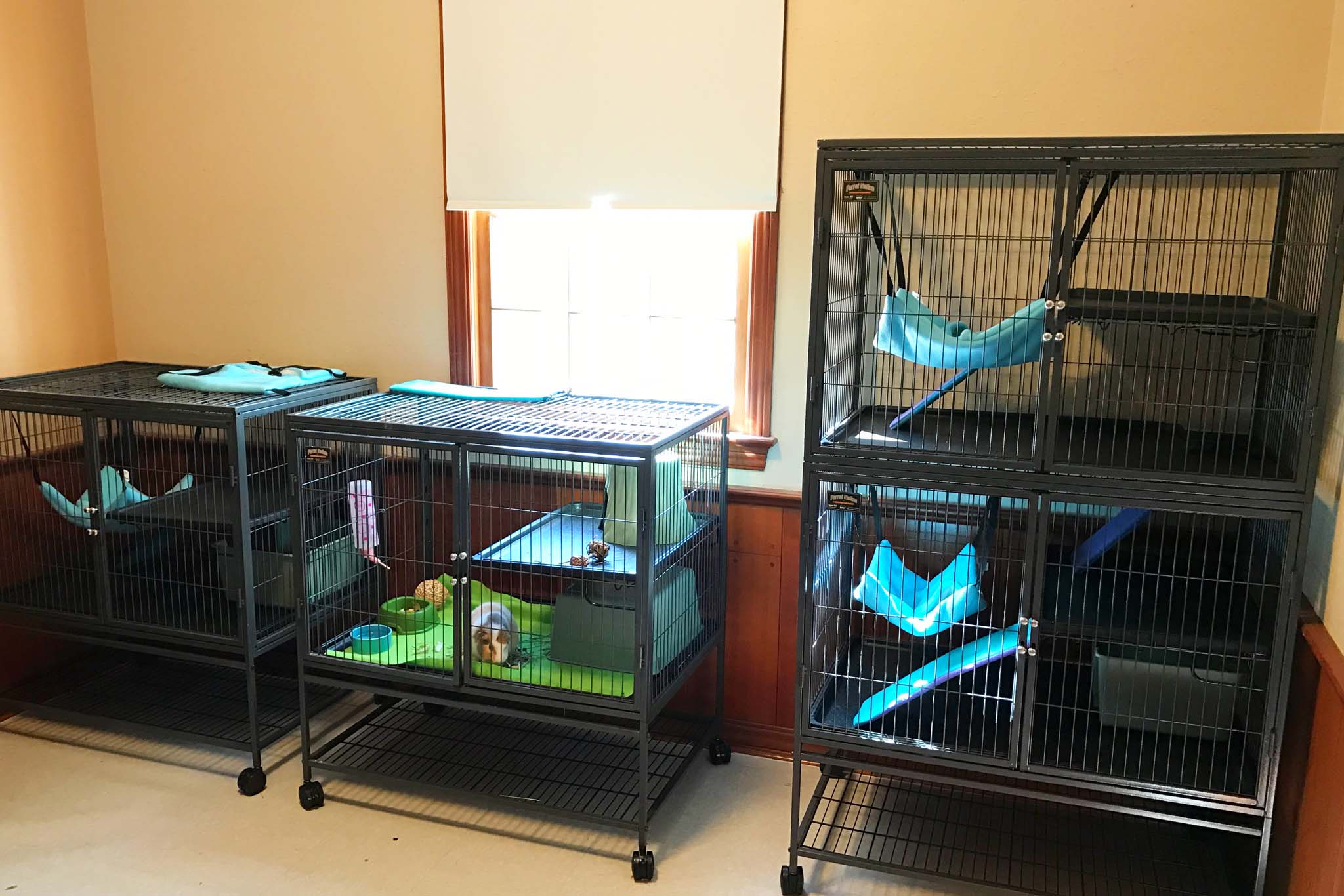 Pet Services We Help Various Exotic Animals Birds, Primates & More