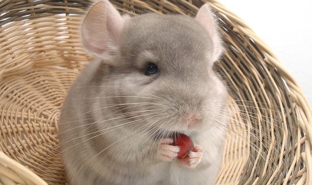 Chinchilla Annual Bloodwork