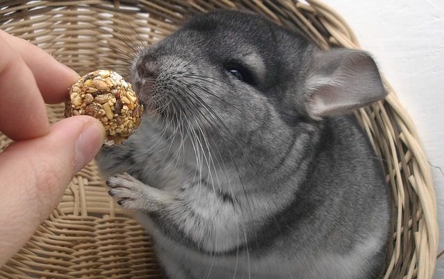 do chinchillas have health problems