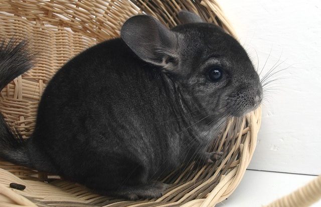 Chinchilla Dentistry