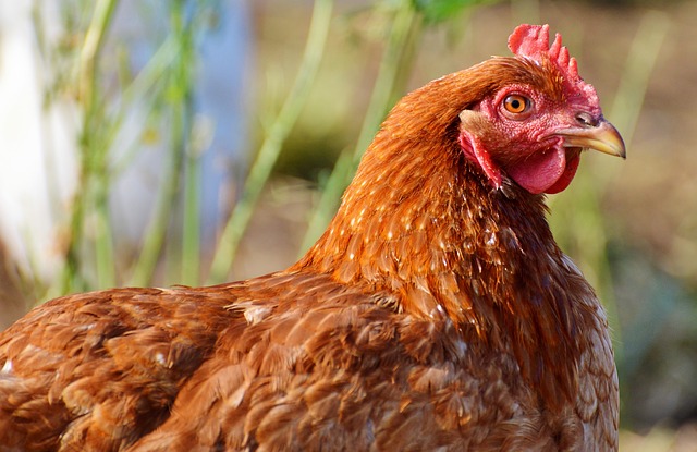 Chicken and Waterfowl Care