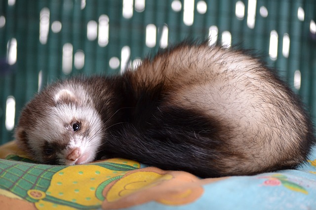 Ferret Care Services | Exotic Animal Hospital of Orlando