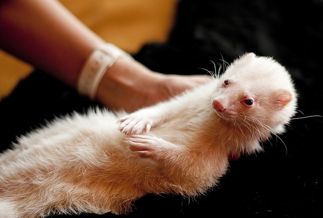 Ferret Microchipping