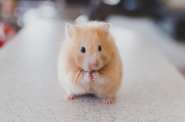 hamster blood work