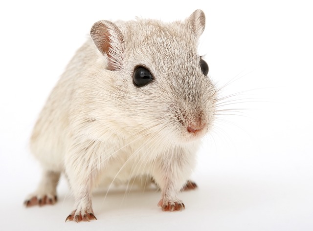 640px x 473px - Hamster & Gerbil Care Services | Exotic Animal Hospital of Orlando