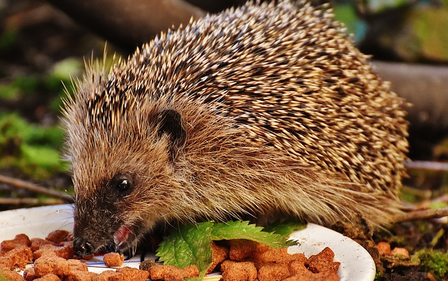 hedgehog dentistry