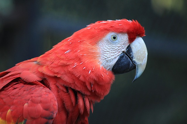 Parrot Care