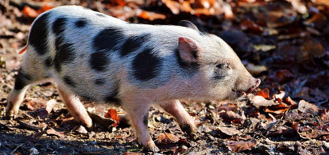 Pot-bellied Pig Care