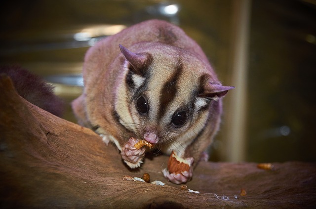 Sugar Glider Care