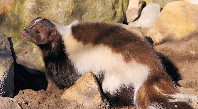 Skunk Care Services | Exotic Animal Hospital of Orlando