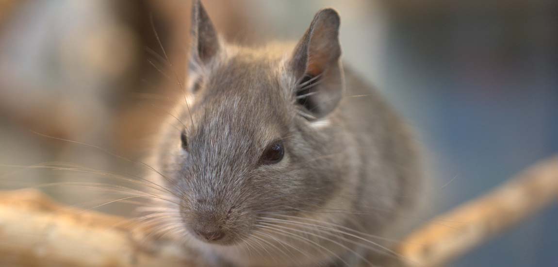 Pneumonia in Chinchillas - Exotic Animal Hospital Pneumonia in Chinchillas - Exotic Animal Hospital
