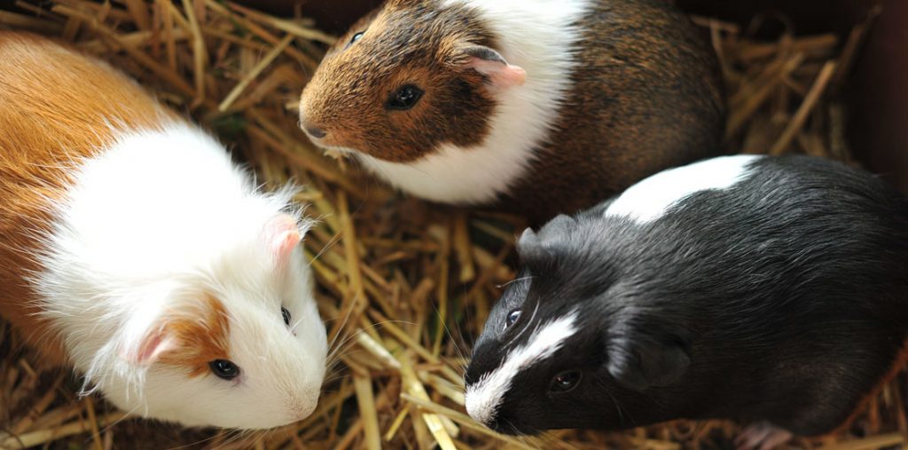 Guinea pig looks sales sick