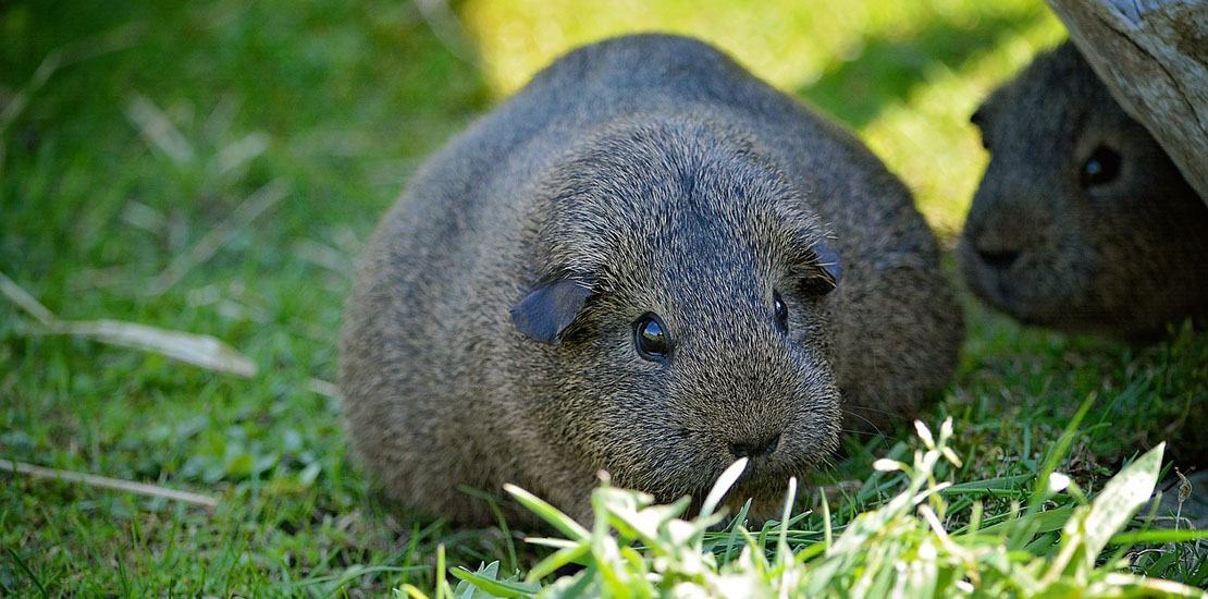 my guinea pig is pregnant what do i do