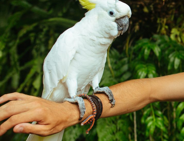 parrot care