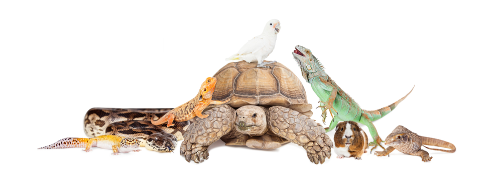 The Best Exotic Pets for People with Allergies Exotic Animal