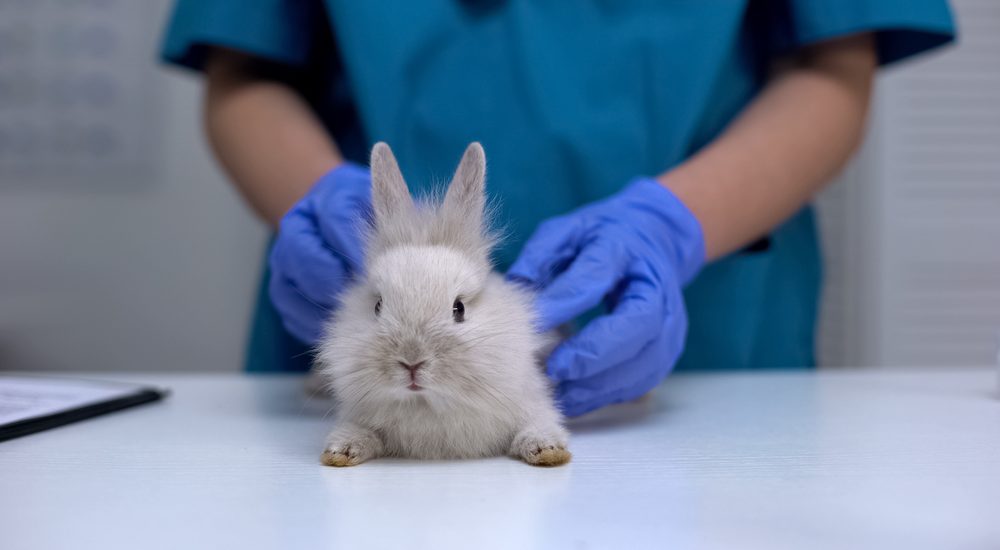 taking rabbit to the vet