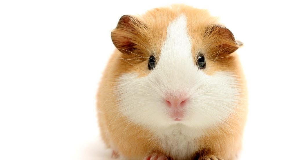 guinea pig