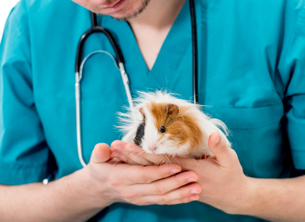 How Often Should a Guinea Pig Be Taken to the Vet for Checkups