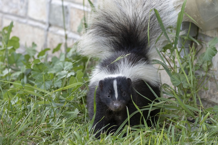 exotic animal care